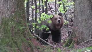 Mother Bear and three cubs footage