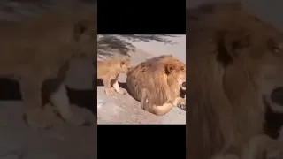 Baby Lion playing with his Father