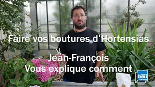 Bouturage des hortensias