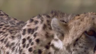 Cheetah - Fastest Running Animal