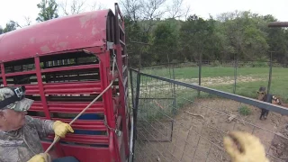 Two sows and 8 piglets