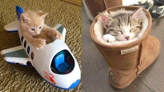 Aww - Funny and Cute Dog and Cat Compilation 2020 | Panda Love