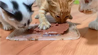 Very hungry Kitten doesn't want to share food, Rescued Kitten Day 3
