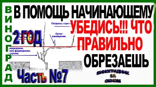 🍇 Проверь! Так ли ты обрезаешь виноград на 2 год. Школа виноградаря! 5 способов обрезки. Часть №7.