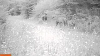 Oregon Trail Camera - Elk herd