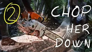 04 - building a dugout canoe - chopping the tree