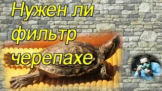 Нужен ли фильтр в аквариуме с черепахой?