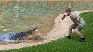 Robert Irwin Solo Croc Show | Australia Zoo