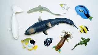 Collect 7 Sea Animals Clown Fish, Hammerhead Shark, Orca Whale, Hermit Crab, Goblin Shark, Sailfish