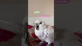 Cockatoo Screams at Owner's Singing || ViralHog