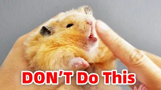 噛まれずにハムスターを拾う方法 | How To Pick Up Hamsters Without Being Bitten