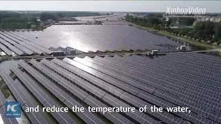 Breeding crayfish under solar panels in east China's Jiangsu 01 10