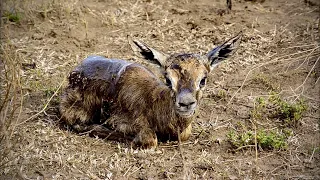 Abandoned Baby Gazelle Fighting to Find its Feet to Find Mom