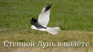 Степной Лунь в полёте / Pallid harrier in flight