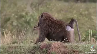 Baboon eating a dead young Thomson gazelle