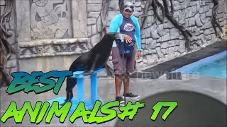 Best Animals Coub #17 | Лучшие кубы с животными №17 (Апрель 2019)