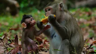 Baby monkey eating mango with momy.