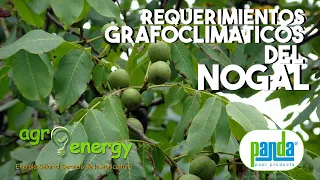 Hablemos de los requerimientos grafoclimáticos del cultivo del nogal #033