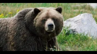 The Dinner Bell Brown Bear That Nearly Ate Duane Christensen