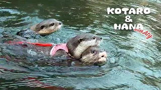 Three Little Otters Finally Swim inThe River Together!