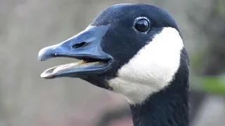 Canada Goose Honking - Extreme Close-Up