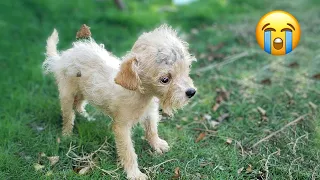 Injured head, the hydrocephalus puppy cried and begged her owner not to do it