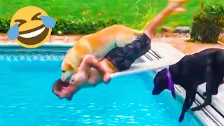 Funniest Animals Videos 2023 😁Best Funny Dogs And Cats 😁Cute Videos#63