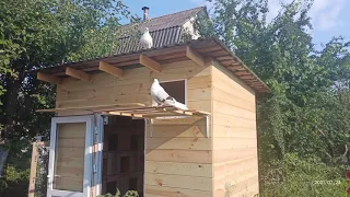 Голуби)О размерах Голубятни 🏡