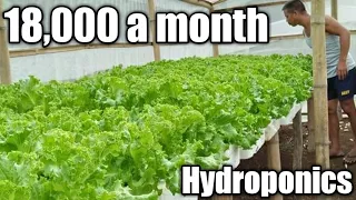 18,000 A MONTH INCOME FROM HYDROPONICS Lettuce Farm