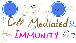 Cell-Mediated (Cellular) Immunity [aka T-cell immunity] | Physiology Lectures
