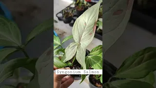Syngonium Varieties Syngonium Salmon Variegated Plants, Thailand @thefirstplant