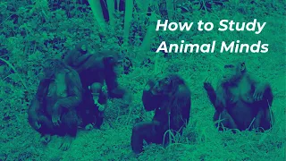 Creature Cognition: How to Study Animal Minds | ONsite