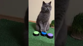 Умный кот 🟢🟣🔵 Говорящий Кот Smart cat Talking Cat 😻#cat #smartcat #talkingcat #говорящийкот #кот