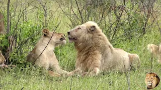 Exclusive: A Day With Casper The White Lion And Satara Lion Pride At A Zebra Kill