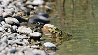 Grass snake meets frogs / Ringelnatter trifft auf Frösche