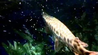 alligator gar eating feeder fish!