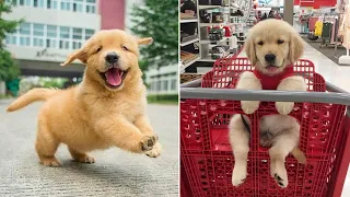 Baby Dogs 🔴 Cute and Funny Dog Videos Compilation #11 | 30 Minutes of Funny Puppy Videos 2023