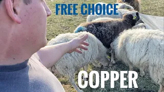 Can sheep have copper?