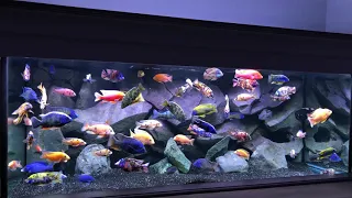 Overview of the 300G Cichlid tank