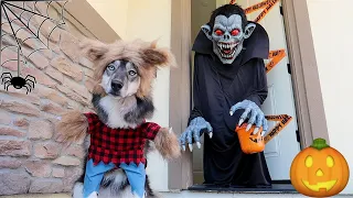 My Puppy Goes Trick or Treating on Halloween!