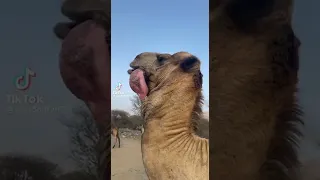Camel vomiting stomach