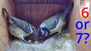 11th May 2021 - Seven Chicks? - Blue tit nest box live camera highlights