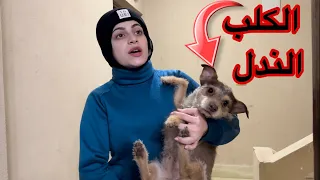 البنت والكلب الندل😁🤣 نانو وام سيف