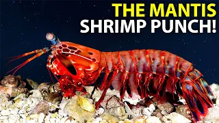 The Mantis Shrimp Punch | Explained