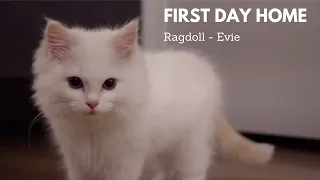 Bringing Home Our Ragdoll Kitten - Evie