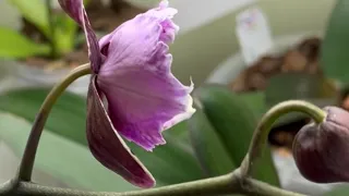 Орхидея «Мики Опера» первый бутон 🥰 Покушение на "Венерину Мухоловку"🤣