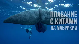 Плавание с китами кашалотами на Маврикии