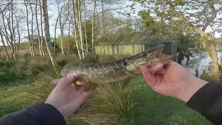 I will show you how to catch a perch