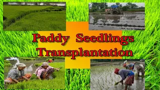 Traditional Paddy transplantation (Manual Rice transplanting by small farmers)