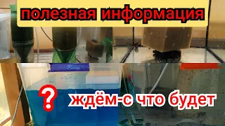 Возможно эта информация кому-то поможет в аквариумистике